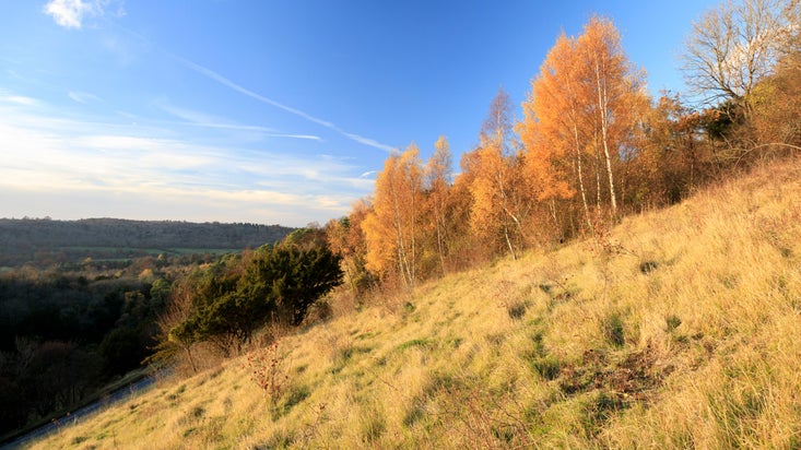 Autumn colour at Box Hill, Surrey: the hill, covered with grass bathed in golden light slopes steeply down to the left, with golden-leaved trees in the background and blue sky with wispy clouds above